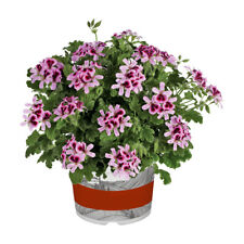 Geranium orange fizz for sale  LLANDYSUL