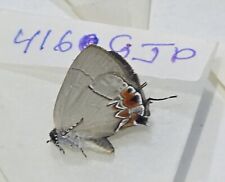 4160 Lycaenidae comprar usado  Enviando para Brazil