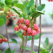 Enkianthus campanulatus red for sale  UK
