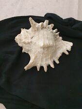 Riesenmuschel meeresschnecke gebraucht kaufen  Osnabrück