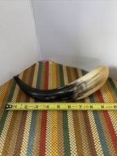 Polished cow horn for sale  Nederland