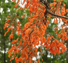 Erythrina dominguezii arbre d'occasion  Expédié en France