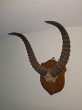 Taxidermy vintage impala for sale  CHERTSEY
