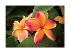 Plumeria jupiter frangipani gebraucht kaufen  Pfullingen