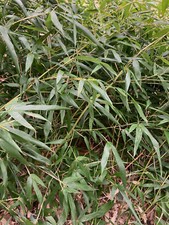Phyllostachys bissetii bissett for sale  Worcester