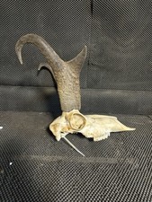 decorative antelope for sale decorative antelope for sale Brandon