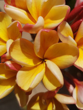 Frangipani plumeria california gebraucht kaufen  Pfaffenhofen a.d.Ilm