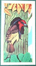 Blade collared barbet for sale  DERBY