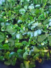 Live water hyacinth for sale  Fresno