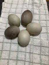 cayuga duck eggs for sale  STOCKTON-ON-TEES