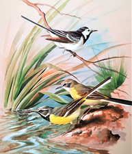 Pied wagtail grey for sale  NELSON