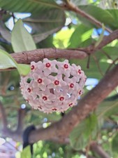 Fiore cera velluto usato  Lunamatrona