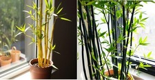Bambus set gold gebraucht kaufen Bambus set gold gebraucht kaufen  Kaiserslautern