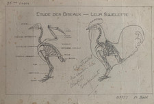 Rare planche dessin d'occasion  Pfaffenhoffen