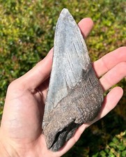 Huge megalodon shark for sale  Coppell