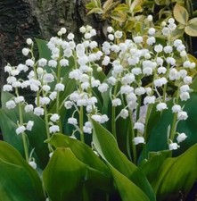 Lily valley bare for sale  Charlotte