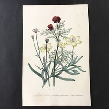 Gravure xixè botanique d'occasion  Nantes-