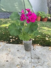 Big live plant for sale  San Jose