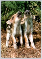 Wild boar piglets for sale  Waco