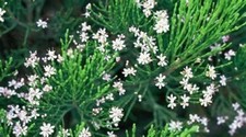 Hebe shrub cupressoides for sale  MARCH