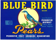 Original blue bird for sale  Choteau