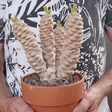 Euphorbia poissonii variegata usato  Casatenovo