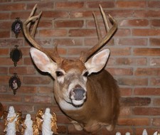 mounted buck head for sale mounted buck head for sale Edinburgh