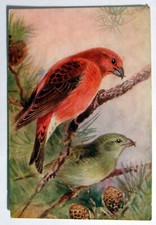 Postcard crossbill roland for sale  MILTON KEYNES