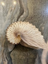 Genus argonautidae argonauta for sale  Dunedin