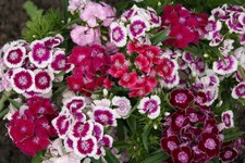 Sweet william seeds for sale  RUGBY