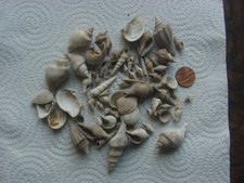 Collection bartonian eocene for sale  RINGWOOD