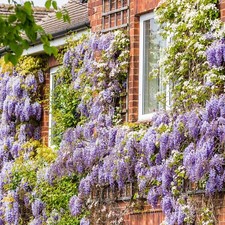 Wisteria amethyst falls for sale  GLASGOW