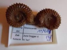 Ammonit strenoceras edelsfeld gebraucht kaufen  Fürth