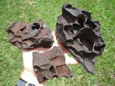 Detailed sections megafauna for sale  Tallahassee