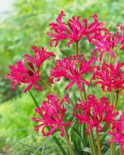 Nerine bowdenii nick for sale  HIGH WYCOMBE
