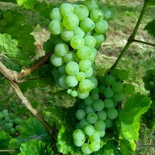 Riesling rebe spritzig gebraucht kaufen  Landau