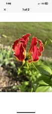 Red flower vine for sale  Bogue Chitto