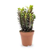 Euphorbia trigona rubra for sale  CREDITON