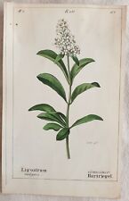 Ligustrum vulgare ligustro usato  Foligno