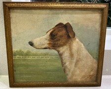 greyhound for sale greyhound for sale MOLD