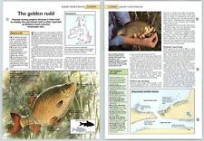 Golden rudd coarse for sale  SLEAFORD
