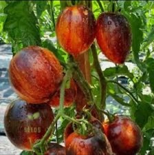 Tomate gargamel d'occasion  Saint-Herblain