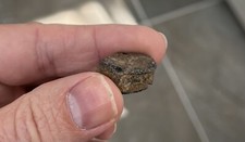 Ichthyosaur tail vertebrae for sale  PORTHCAWL
