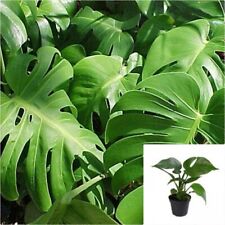 Split leaves 4inches for sale  Modesto