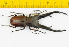 LUCANIDAE - Besouro veado - Cyclommatus imperator (82mm) - P.N.G - 8165 comprar usado  Enviando para Brazil