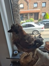 Tierpräparat eines schönen gebraucht kaufen  Krefeld