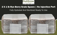 Rye berry grain for sale  Mc Connell