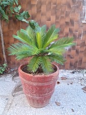 cycas usato cycas usato Bari