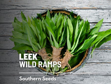 Leek wild wild for sale  Frisco