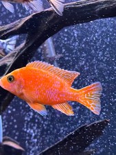 young african cichlids for sale young african cichlids for sale Loris